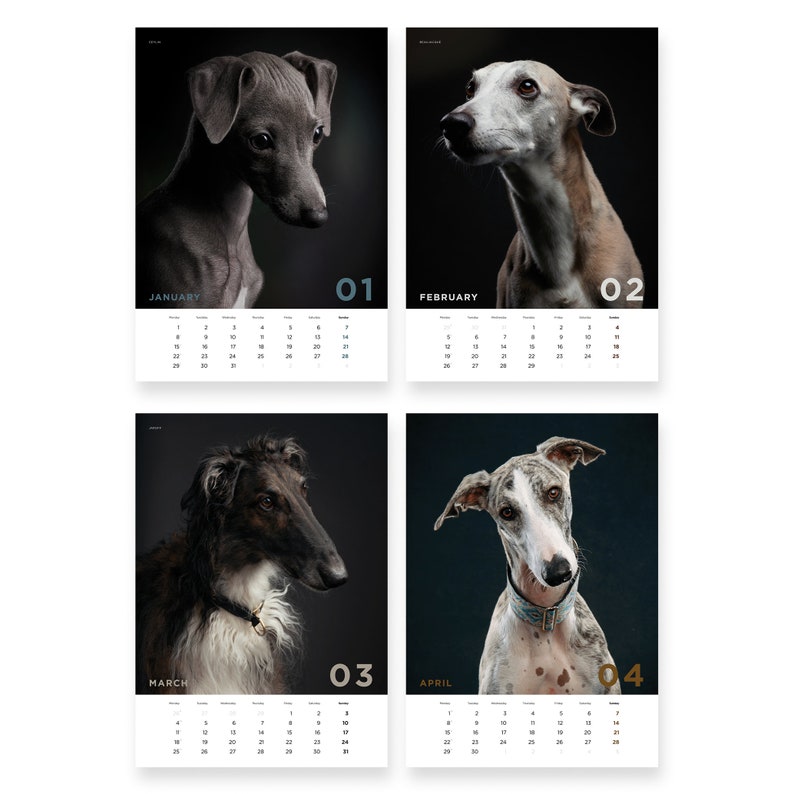 Sighthounds Calendar 2024, Greyhounds, Whippets, Salukis, Afghan Hounds