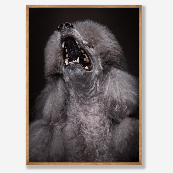 Königspudel Hunde  Poster - Fine Art Hunde Fotografie - Wandkunst - gedruckt und versendet