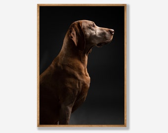 Vizsla Hunde Poster - Fine Art Hunde Fotografie - Wandkunst - gedruckt und versendet