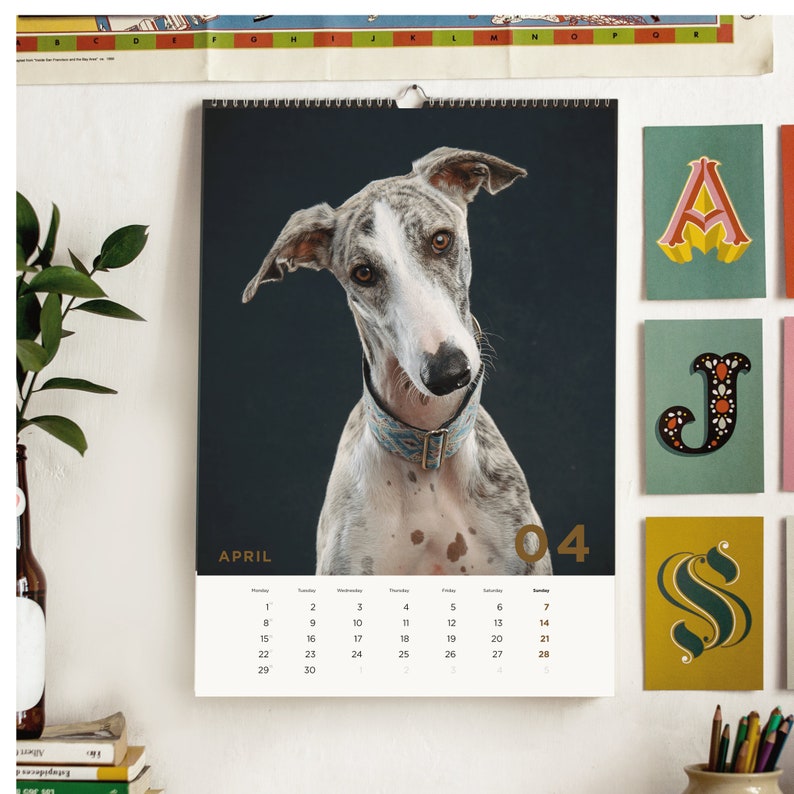 Sighthounds Calendar 2024, Greyhounds, Whippets, Salukis, Afghan Hounds, Galgos, Borzoi Italian