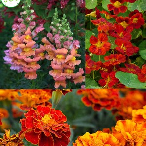 May include: A collage of three different types of summer flowers. The top left image shows orange and pink snapdragon flowers. The top right image shows red nasturtium flowers. The bottom image shows orange and red marigold flowers.