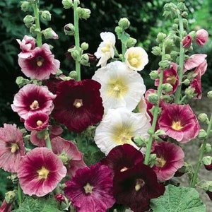 Hollyhocks Seeds