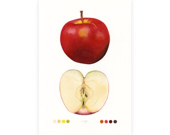 Signed Original Watercolor Painting, Apple