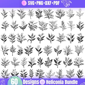 Heliconia Flower SVG Bundle — 60 Tropical Botanical Illustrations and Exotic Floral Clipart