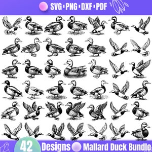 High Quality Mallard Duck SVG Bundle, Mallard Duck dxf, Mallard Duck png, Mallard Duck vector, Mallard Duck clipart, Duck Flying svg