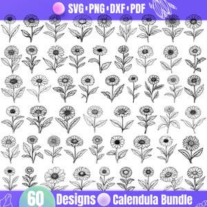 60 Calendula Flower SVG Bundle – Marigold Botanical Line Art, Herbal Plant for Cricut and Silhouette