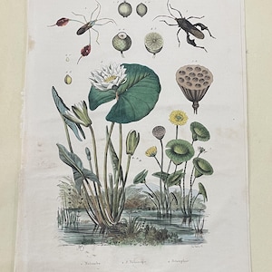 Könnte beinhalten: Eine antike botanische Illustration mit verschiedenen Wasserpflanzen und Insekten. Das Kunstwerk zeigt eine detaillierte Darstellung von Seerosen, Lotus-Schoten und anderer Flora, mit begleitenden Insektenillustrationen. Die Farbpalette umfasst Grün-, Gelb- und Brauntöne.