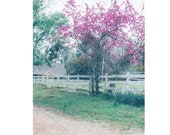 Dirt Road with Pink Tree Digital Backdrop Sitters backdrop Family Download Old country Road White Fence Equestrian backdrop easter spring