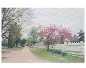 old Church Pink Tree Digital Backdrop Sitters Family Download Old country Road White Fence Equestrian backdrop horses backdrop easter spring