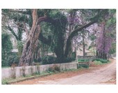 Old Wisteria path Picket fence Backdrop Download Printable Purple wildflowers Flowers bride backdrop Fairytale Composite Old Tree Wedding