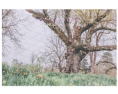 Spring Field Backdrop Download Printable Daffodils Jonquils Yellow wildflowers Flowers bride backdrop Fairytale Composite Old Tree Wedding