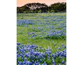 Easter Backdrop Digital Backdrop Spring Blue Bonnets Sitter Family Download Field by Old Farm Flowers Fairytale Composite Landscape backdrop