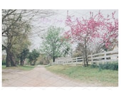 Pink Trees Digital Backdrop Sitters Family Download Old country Road with White Fence Equestrian backdrop horse Lover backdrop easter spring