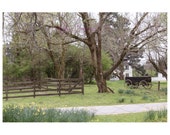 Sitters Farm Backdrop Digital Old Wagon wood Fence Wildflowers Fairytale Composite Forest Woods Old Tree Path Wedding Jonquils Daffodils
