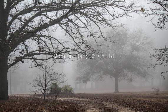 The branches are covered with fog Digital Picture Image JPG