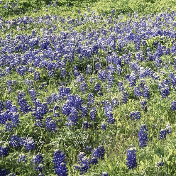 Blue Bonnets Backdrop Digital Backdrop Spring Wild Flowers Sitter Family Download Field Farm Fairytale Composite Landscape Field boys girls