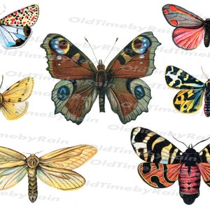 Collection of beautiful butterflies in PNG format/Victorian Butterflies Moth Clip Art /Png File Included-Instant Download/High resolution