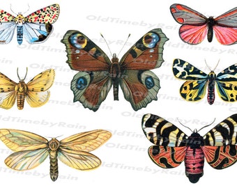 Sammlung von schönen Schmetterlingen im PNG-Format/viktorianischen Schmetterlinge Motte Clip Art/Png Datei enthalten-Instant Download/