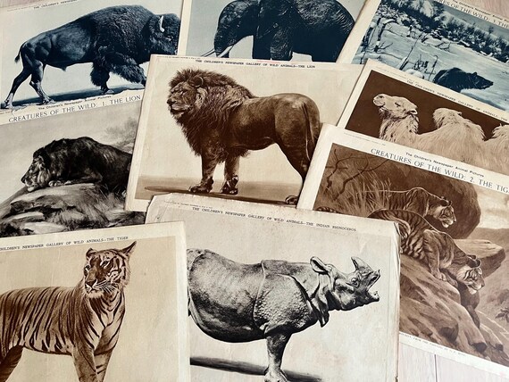Collection Of Large 1923/24 Children’s Newspaper Gallery Of Wild Animals Illustrations.