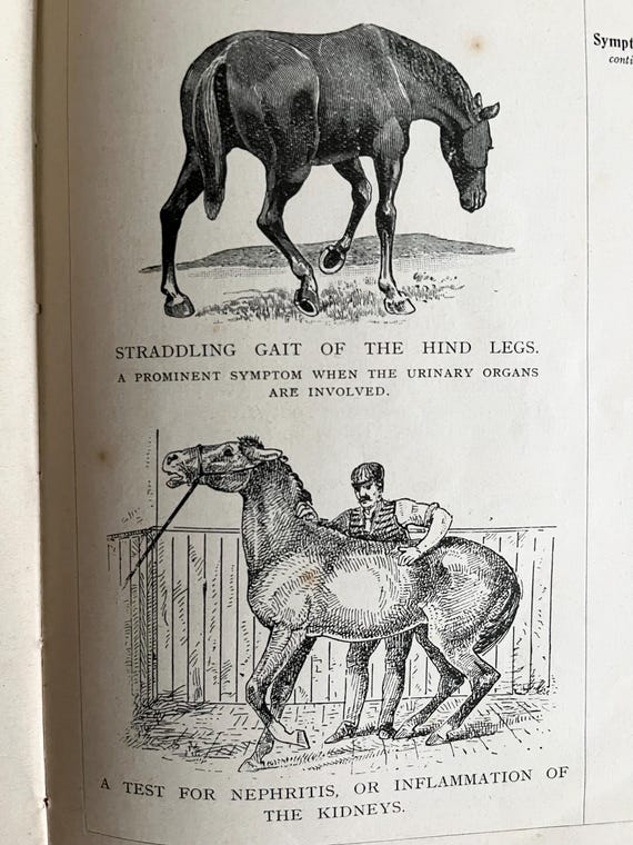 Vintage Book Everyday Farriery On The Management Of Stock From Disease To Health.
