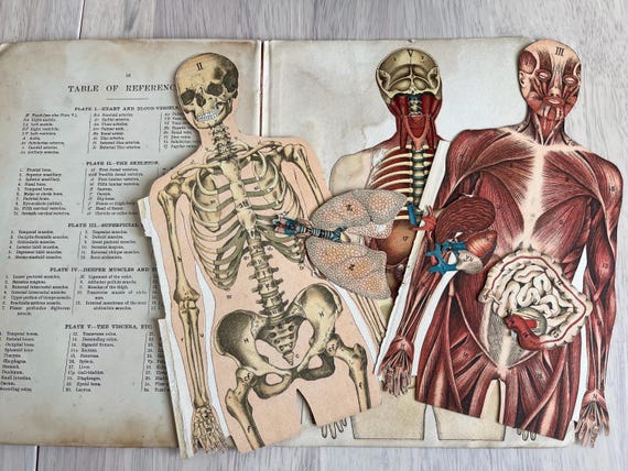 Philips Anatomical Model With Descriptive Text William S Furneaux Rare Vintage Book.