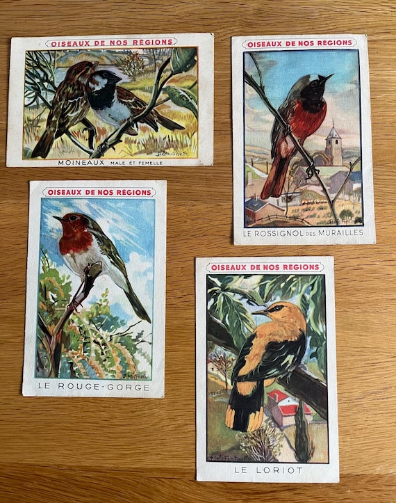 Rare Oiseaux De Nos Regions (Birds Of The Regions Crème Eclipse Trade Cards 14 x 9cm .