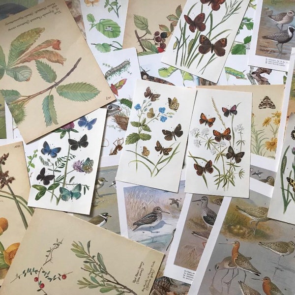 Vintage Botanical Pages ( Plants, Insects, Butterflies, Birds)