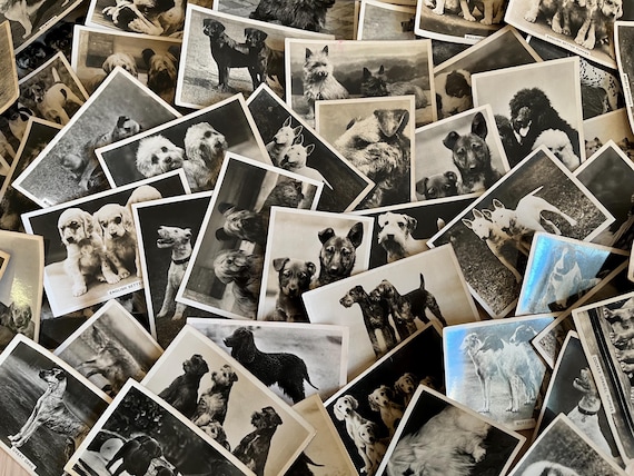 Collection Of Vintage Dogs Themed Larger Senior Service Cigarette Cards.