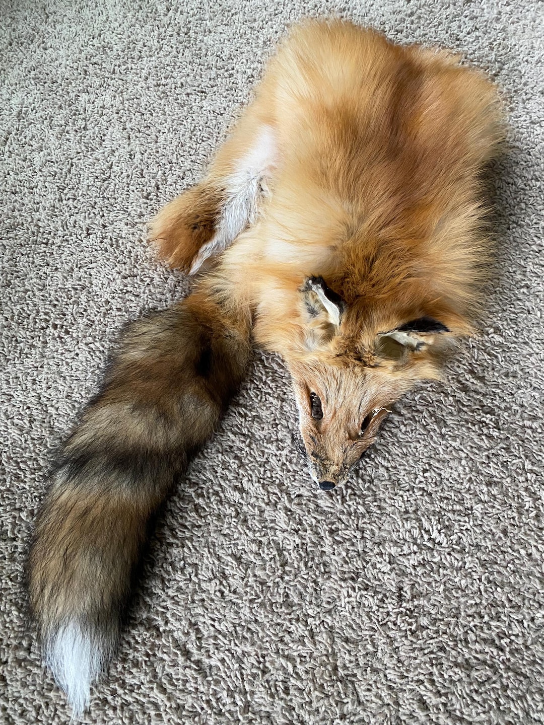 Red Fo Ruff RED Fox Wild Pelt Fur Natural Log Cabin Decor Art Man Cave Coyote Ruff ...