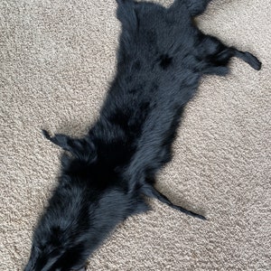 Ranch BLACK Shadow blue Fox Pelt Skin Fur Fresh Tanned Rustic Log Cabin Decor TOP Quality super soft!