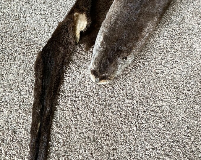 North American River Otter Pelt Tanned to Perfection Log Cabin Decor