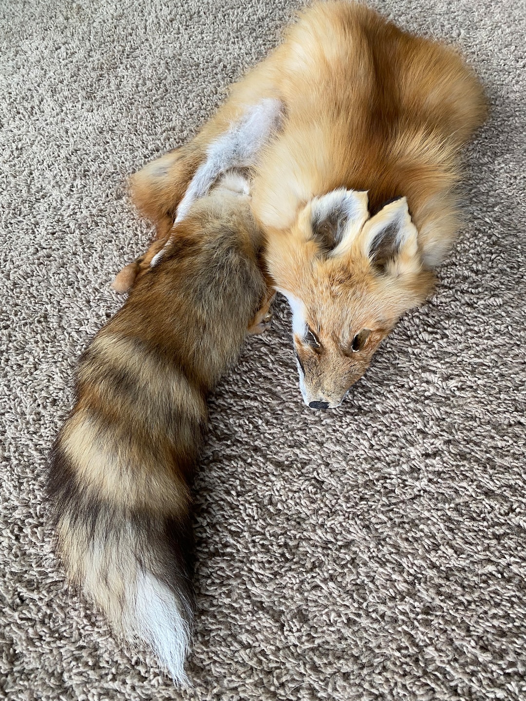 Red Fo Ruff RED Fox Wild Pelt Fur Natural Log Cabin Decor Art Man Cave Coyote Ruff ...