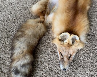 Red Fo Ruff XL Wild RED Fox Wild Pelt Fur Natural Log Cabin Decor Art Man Cave ...