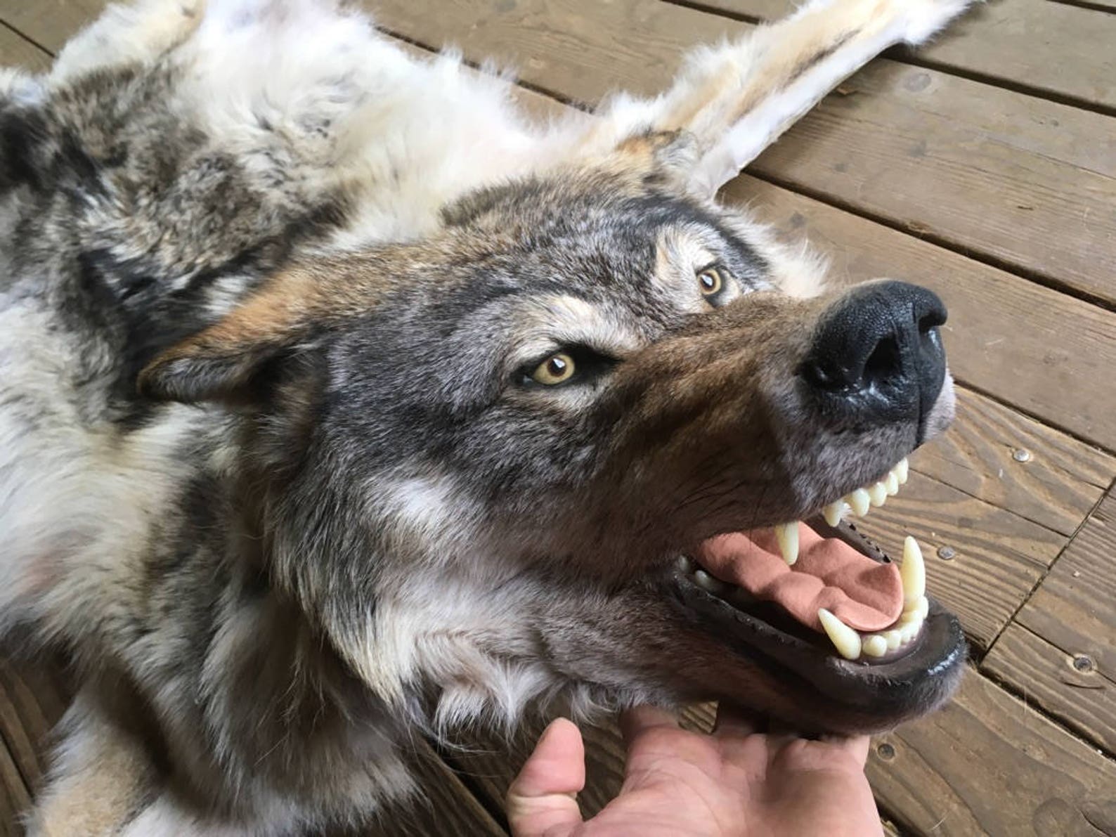 Timber Wolf Rug Taxidermy Log Cabin Decor Fur Pelt Hide Man Etsy