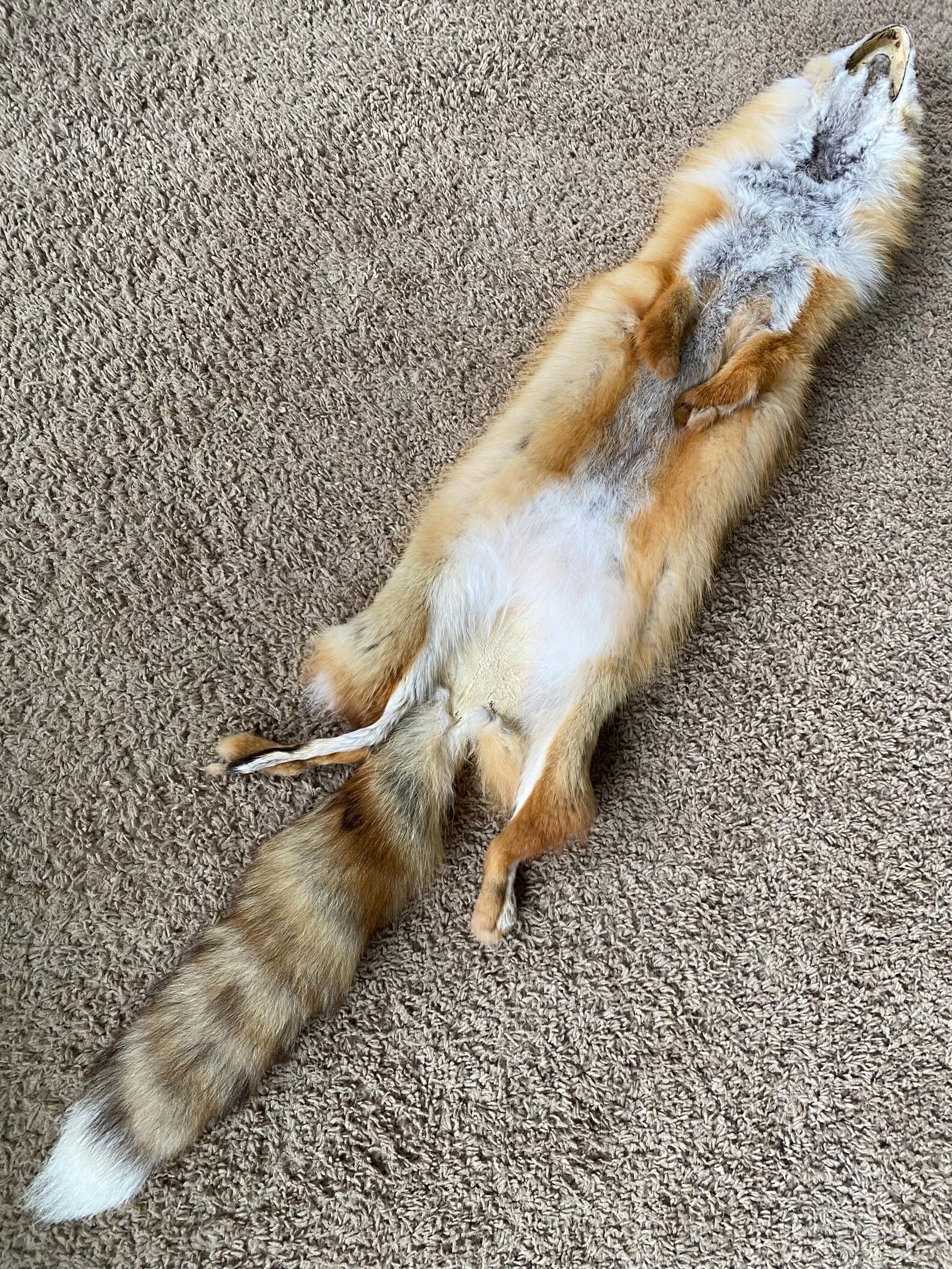 Red Fo Ruff Wild RED Fox Pelt Tanned Fur Natural Log Cabin Decor Art Man Cave ...