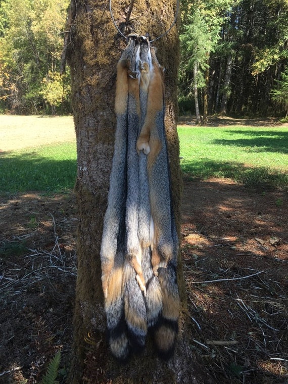 Tanned Grey Gray Fox Pelt Fur Hide Log Cabin Decor Rustic Man Etsy