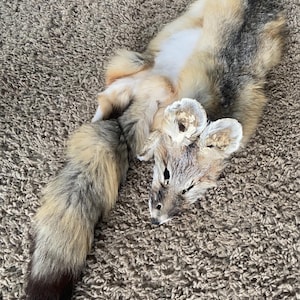 Kit décoration de cabane en rondins en vraie peau de renard tannée douce petite peau rouge gris gris coyote Wild Country Furs