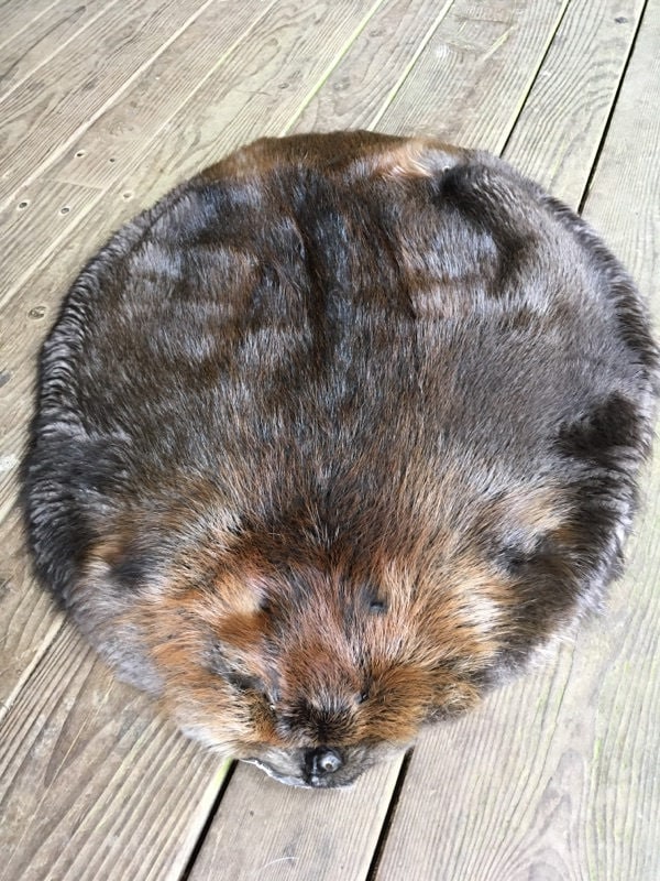 Professionally Soft Tanned CASE SKINNED Beaver pelt 