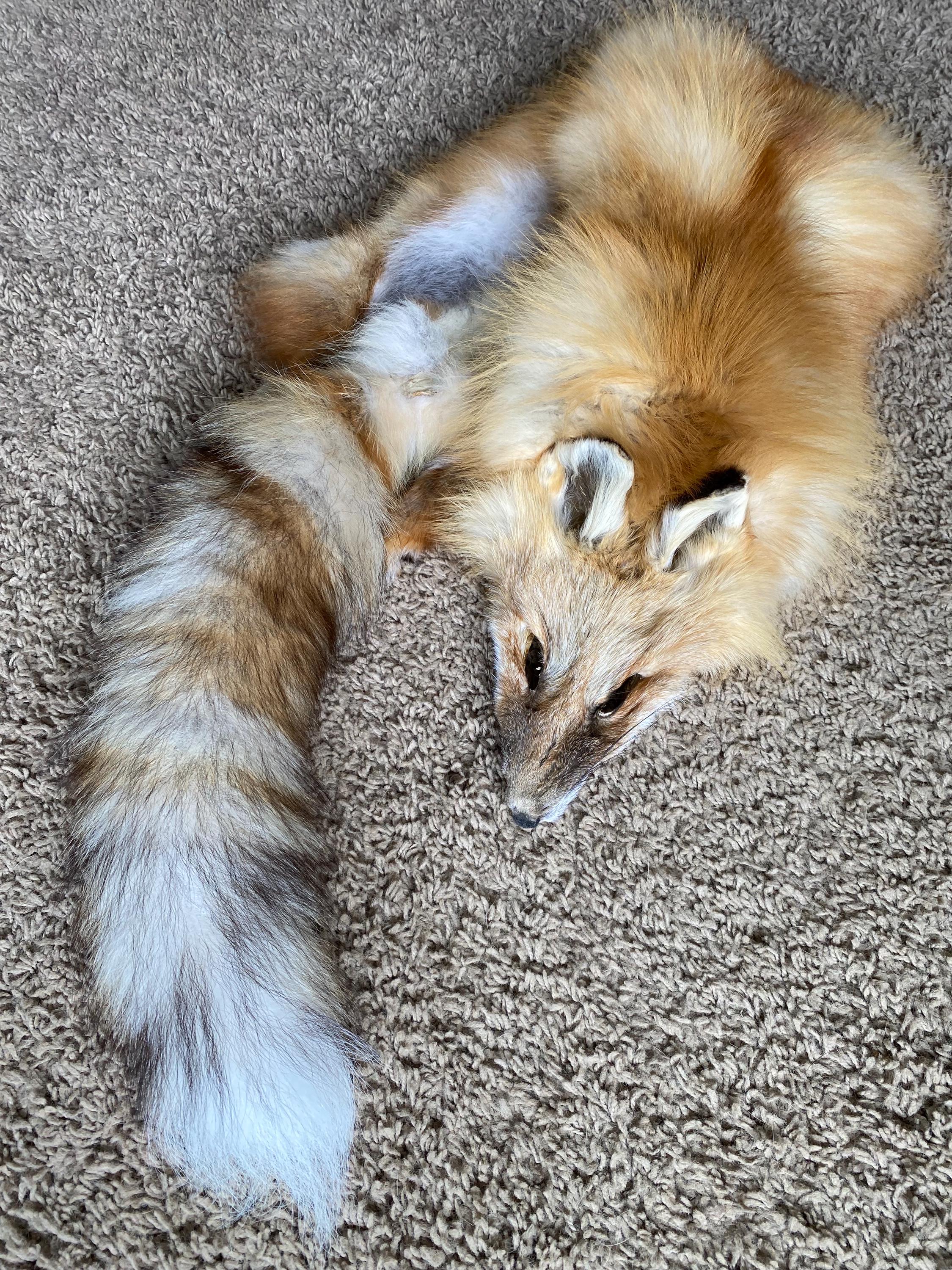Red Fo Ruff SELECT Wild RED Fox Wild Pelt Fur Natural Log Cabin Decor Art Man Cave ...