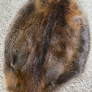 Beaver Pelt Fur hide tanned super soft Man cave Art Log Cabin Decor Craft leather
