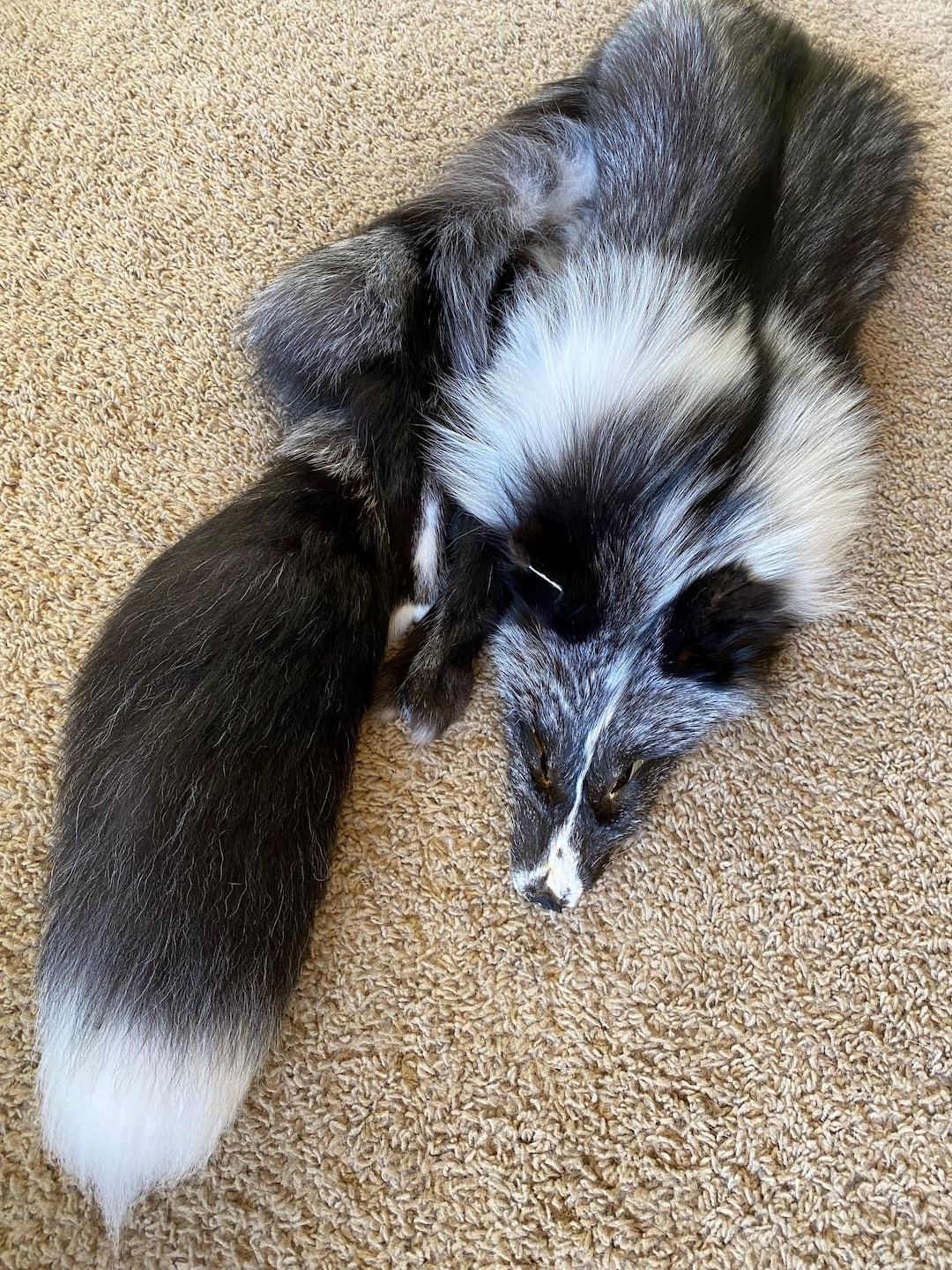 GOLD 5 White Mark / Platinum Fox Pelt Skin Fur Fresh Tanned TOP Quality ...