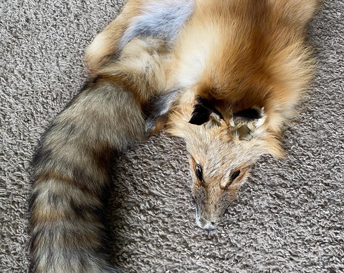 Red Fo Ruff XL Wild RED Fox Wild Pelt Fur Natural Log Cabin Decor Art Man Cave ...