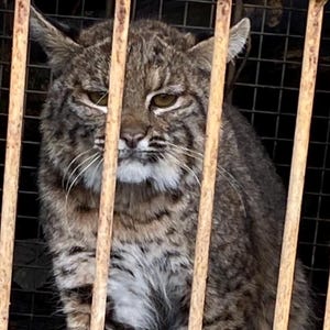 May include: A bobcat with brown, black, and white fur sits inside a rusty metal wire cage. The wild feline has pointed ears, amber eyes, and long white whiskers. The cage is constructed from vertical metal bars and a wire mesh frame.