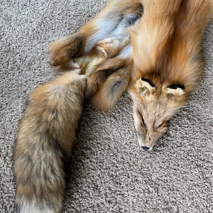 Ranch Red Fox Pelt Select Tanned Fur  Great Leather Soft Fluffy Fur wall hanger rustic log cabin decor Wild Country Furs