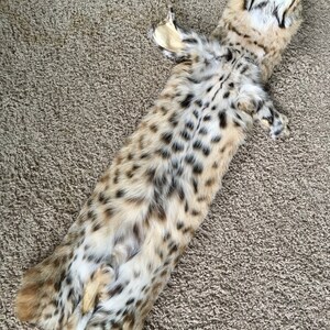 BOBCAT HEAVY SPOTTED Pelt Fresh Tanned Thick Heavy Pelt Fur Hide Log Cabin Wall Decor Soft leather tan Wild Country Furs