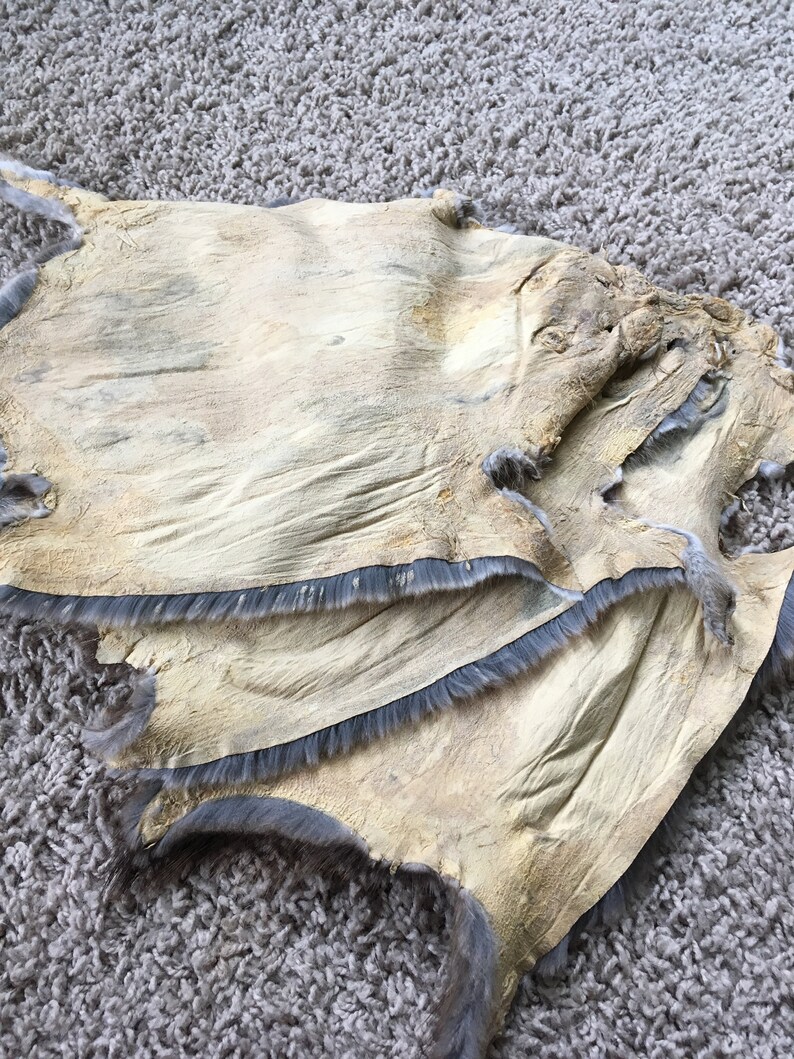 Large Muskrat Pelts 1's Excellent Quality Soft Stretchy Etsy