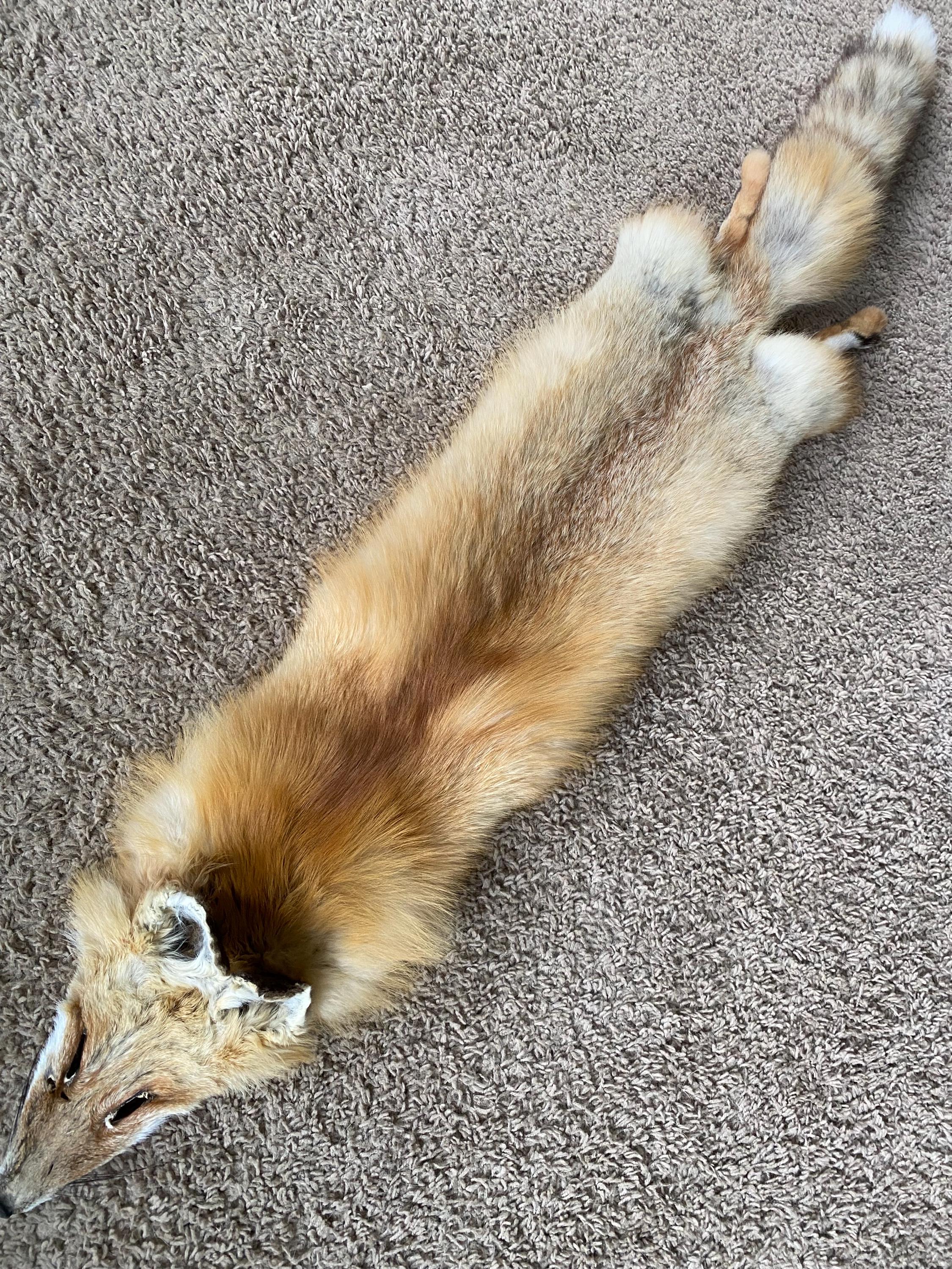 Red Fo Ruff Wild RED Fox Pelt Tanned Fur Natural Log Cabin Decor Art Man Cave ...