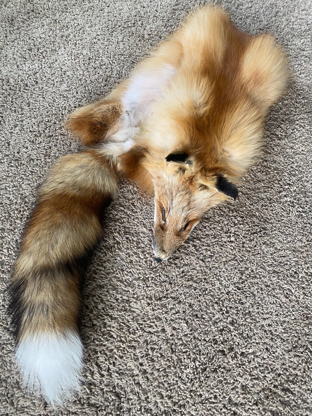 Red Fo Ruff Jumbo Wild RED Fox Wild Pelt Fur Natural Log Cabin Decor Art Man Cave ...