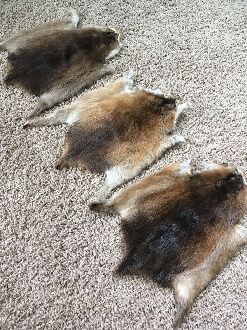 Large Muskrat Pelts 1's Excellent Quality Soft Stretchy Etsy