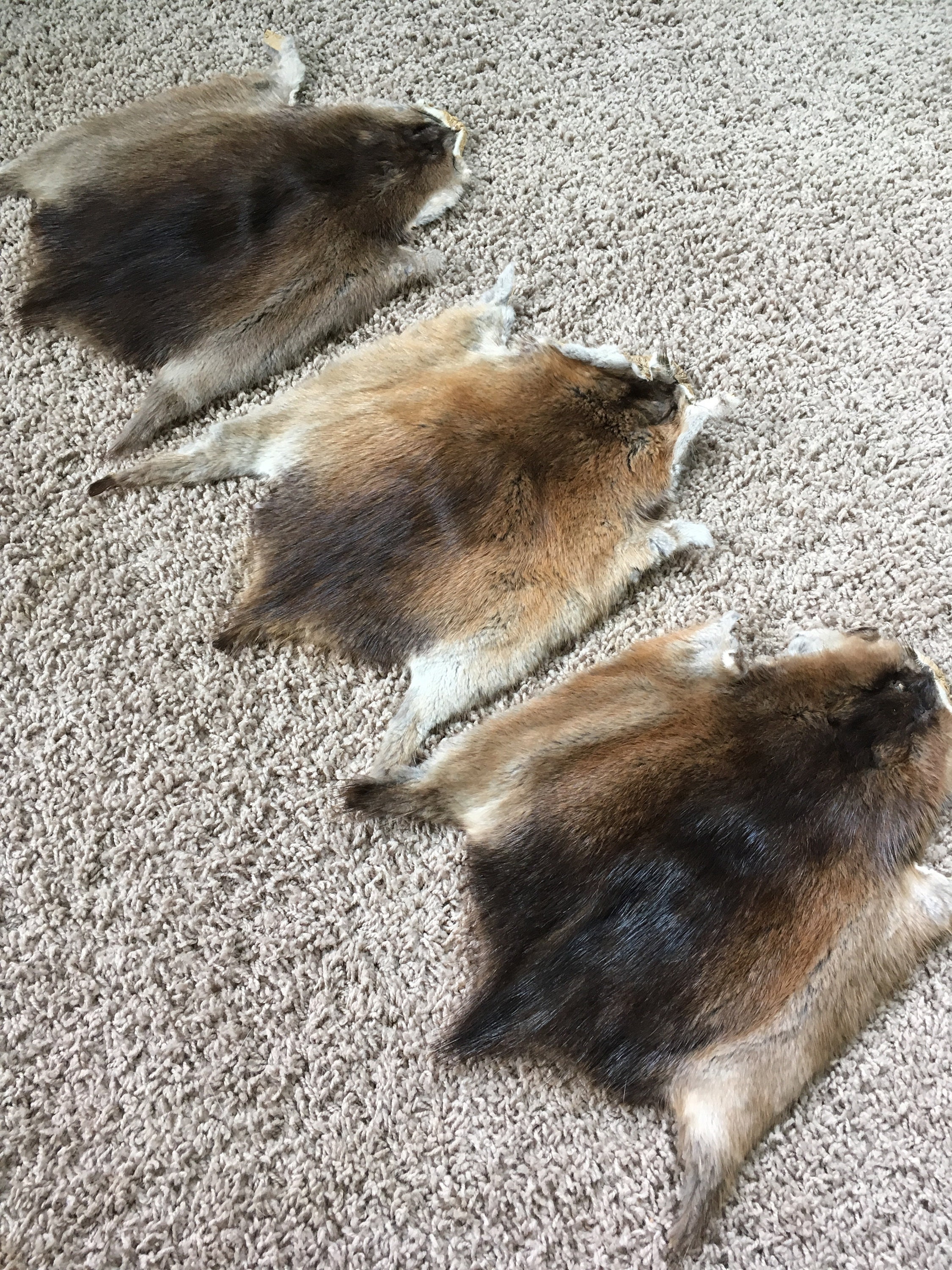 Large Muskrat Pelts 1's Excellent Quality Soft Stretchy Etsy